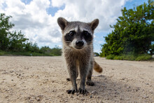 A Curious Endangered Species Cozumel Raccoon On A Dirt Road On The North Side Of Tropical Island Cozumel In Mexico