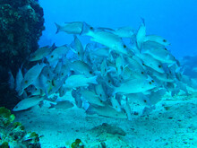 A School Of Grey Snapper Fish Group Together In The Coral Reef Found Off The Shore Of Cozumel, Mexico In Quintana Roo