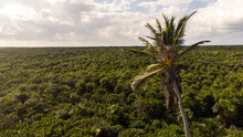Tall Palm Tree Over A Green Jungle On The Tropical Island Of Cozumel, Mexico In Quintana Roo. Aerial Image Captured By Drone. 