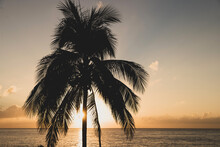 Silhouette Of A Beautiful Palm Tree In Front Of A Scenic Sunset On A Tropical Island Beach In Cozumel, Mexico