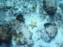 A Starfish Lays On The Ocean Floor  Near A Coral Reef In The Caribbean Sea Off The Shore Of Cozumel, Mexico