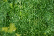 Dill Umbrellas With Yellow Flowers. Umbrellas With Miniature Yellow Flowers Grew On Tall, Long Green Stems Of Dill. The Stems Have Long Thin Dill Leaves.