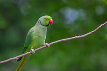 Ring-necked Parakeet In Hyde Park London