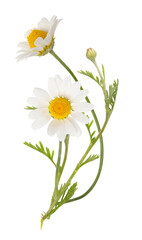 vouquet of white camomiles isolated on white background. field wild chamomile. spring or summer blos