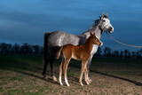 Fototapeta Konie - Horse and foal. Arabian horses. 