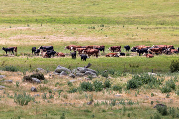 Photograph of a herd of cattle in an agricultural field in Australia