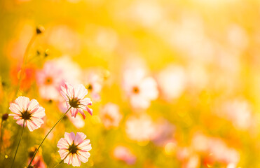 Wall Mural - Cosmos flowers in the garden , Lumphun province Thailand