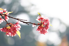 Beautiful Pink Cherry Blossoms Or Wild Himalayan Cherry (Prunus Cerasoides) Flowers In Blue Sky.