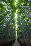 Fototapeta Na drzwi - 嵐山の竹林