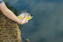 Young Boy Releasing Fish Into Pond, Catch And Release..