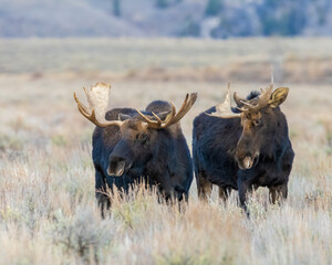 Poster - Two Bull Moose