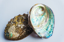 Colorful Abalone Shell On A White Background- Close Up Of Mother-of-pearl Abalone Paua Shells