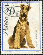 POLAND - CIRCA 1963: A Stamp Printed In Poland Shows Airedale Terrier Dog