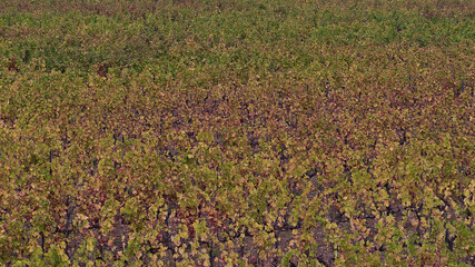 Wall Mural - Close-up view of a vineyard in autumn season with pattern of colorful leaves near Ramatuelle at the French Riviera near the mediterranean coast.