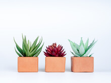 Three Succulent Plants, Green And Red In Terra Cotta Planters Isolated On White Background. Three Terracotta Plant Pots, Box Shape.