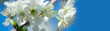 Spring banner, blossom background. Spring apple blosson on sky background. Tree flowers bloom.