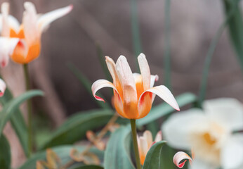 Canvas Print - Tulip