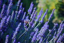 Purple Lavender Flowers With Bee  In The Garden