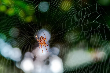 Garden spider in its web