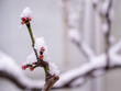 Snowy floral bud of Japanese apricot (Tokyo, Japan)