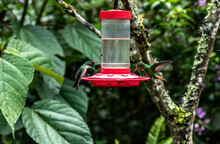 Of Extraordinary Colors And Colors Of Caliber Near The Nectar Feeders In The Wild Forest Of Ecuador