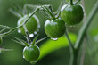 Unreife grüne Tomaten hängen an der Tpmatenpflanze