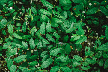 Wall Mural - Natural background of green leaves in the forest