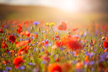 Beautiful Poppies And Other Wild Flowers In Summer Meadow