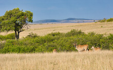 Eland Antelopes, Taurotragus Oryx, In The Landscape Of The Maasai Mara National Reserve In Kenya.