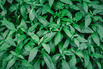 Wall Mural - Natural background of green leaves with vintage filter