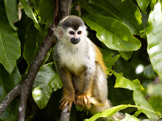 Wall Mural - Central American squirrel monkey Saimiri oerstedii, small agile monkey, this species lives only in Central America, Costa Rica
