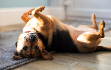 Upside Down Dog - Jack Russel Terrier - Black And Tan
