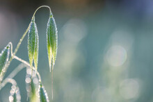 The Early Bird Gets The Beautiful Dew Drops Along With The Rising Sun Bokeh Background.