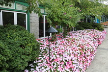 Endless Flowerbed With Pink Petunias Josephine