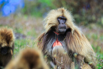 Wall Mural - Close up portraits of Endemic Gelada Baboons, also called bleeding-heart monkey, living in the Ethiopian Highlands only, Simien Mountains, Northern Ethiopia 