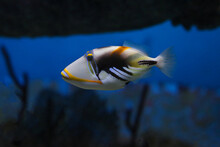 Lagoon Triggerfish (Rhinecanthus Aculeatus), Also Known As The Picasso Triggerfish.