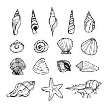 Shells Doodle Set. Hand-drawn Vector Sea Sell.