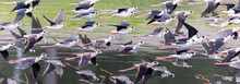 Group Of Black Winged Stilts Flying Over Water