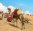 Camels in the Giza Desert
