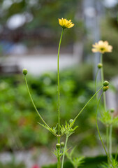 Wall Mural - fresh beauty orange and yellow cosmos branch with green leaves and flower blooming in botany garden.