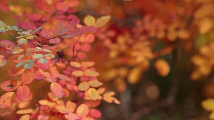 Wall Mural - bright red and orange leaves. fine autumn video background