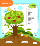 Fototapeta Dinusie - education vocabulary apple tree vector illustration