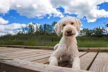 A Golden Doodle Laying On A Dock With His Head Tilted Looking Very Happy In A Gorgeous Blue Sky With Billowy Clouds.