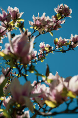 Wall Mural - Spring background pink flowers of magnolia on blue sky backdrop