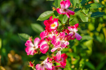 Floral background with pink roses