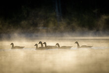 Geese On Mist Covered Lake At Sunrise