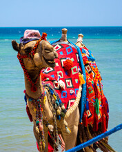 Portrait Animal Camel Egypt Against The Background Of The Sea And Sky
