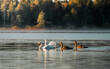 Swan family in fall.