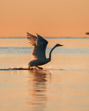 Swan Taking Off In Sunrise. 