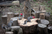 Grey Squirrels, Drinking,  Nature,  Backyard Squirrels, Outside, Alcohol, Humor, Animal Humor, Red Solo Cub, Beer